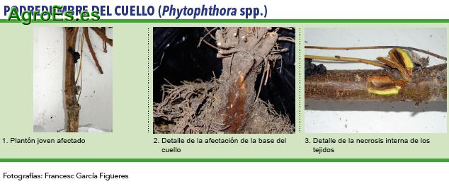 Podredumbre del cuello, Phytophthora spp
