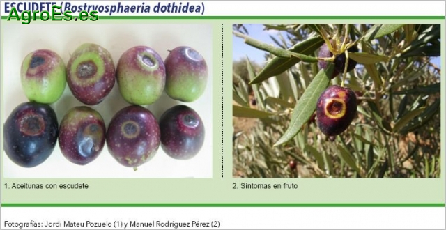 Escudete del Olivo, Bostryosphaeria dothidea