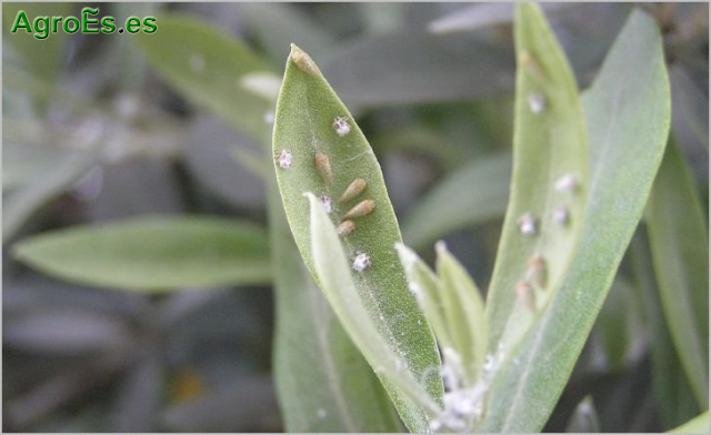 Algodoncillo del Olivo - Euphyllura olivina