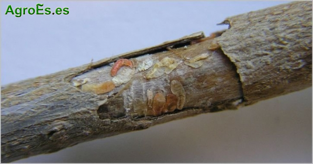 Mosquito de la corteza del Olivo - Resseliella oleisuga, origina ramitas secas en los árboles afectados.