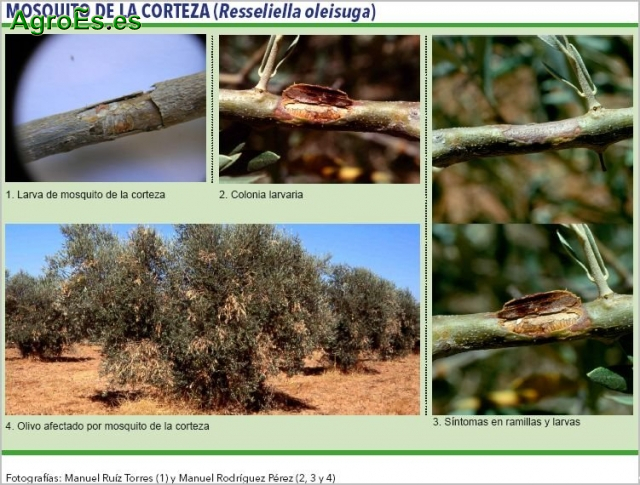 Mosquito de la corteza del Olivo - Resseliella oleisuga, origina ramitas secas en los árboles afectados.