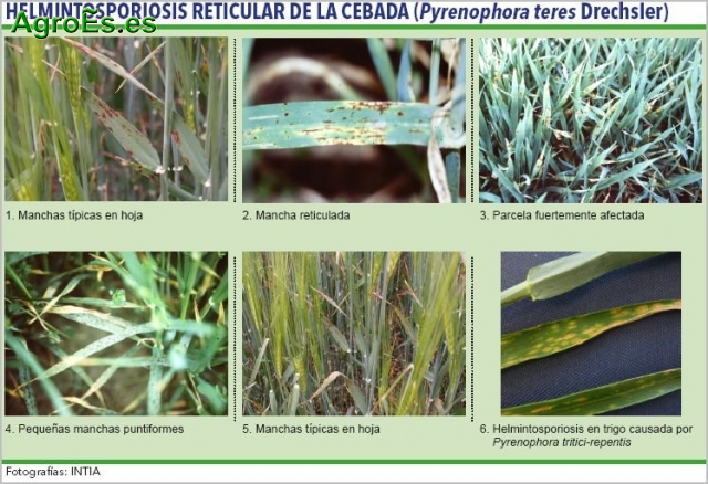 Helmintosporiosis reticular de la cebada, Pyrenophora teres