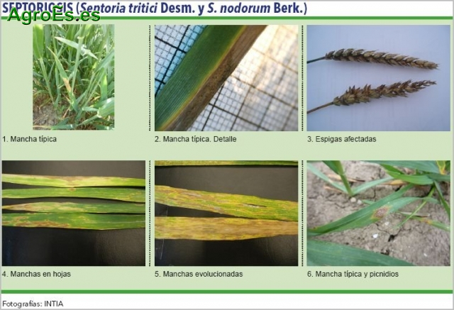 Septoriosis de cereales, Septoria tritici Desm. y S. nodorum Berk