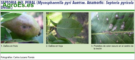 Septoria del peral, Mycosphaerella pyri. Anamorfo: Septoria pyricola