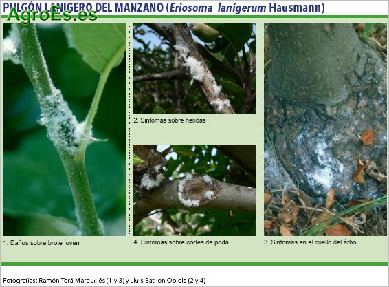 Pulgón lanigero del manzano, Eriosoma lanigerum