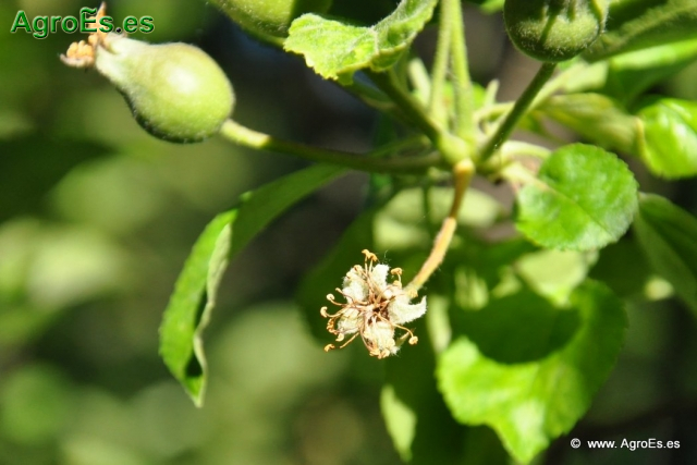 Abonado del Manzano - Recomendaciones de fertilización