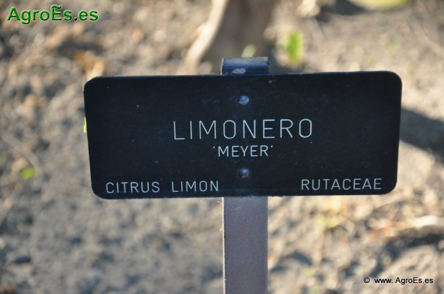 Limonero Meyer_1