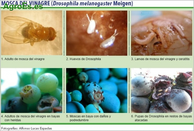 Mosca del Vinagre en vid, Drosophila melanogaster