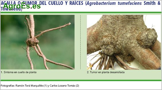 Agalla o tumor del cuello y raíces, Agrobacterium tumefaciens