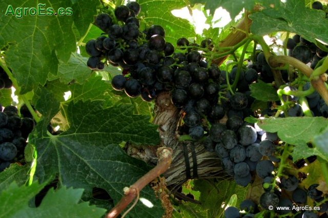 Merlot variedad de uva de vino tinta