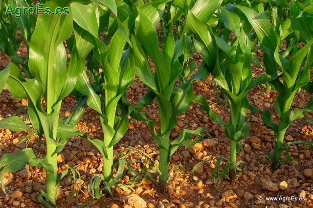 Plantas de maíz