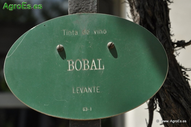 Bobal_1