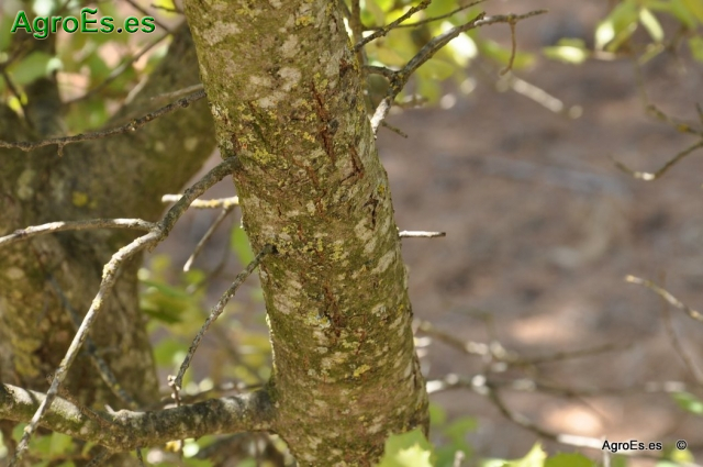 Carrasca Quercus Rotundifolia