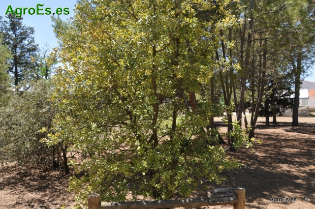 Carrasca Quercus Rotundifolia