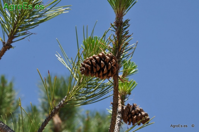 Pino Laricio Pinus Nigra