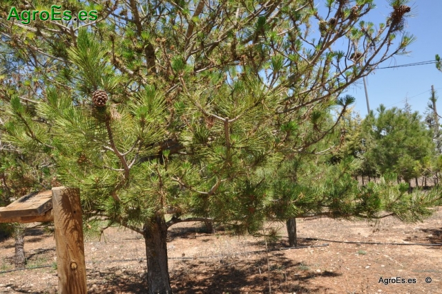 Pino Laricio Pinus Nigra