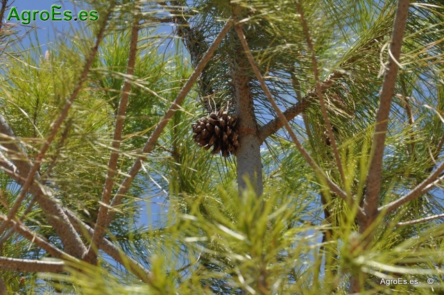 Pino Piñonero Pinus Pinea