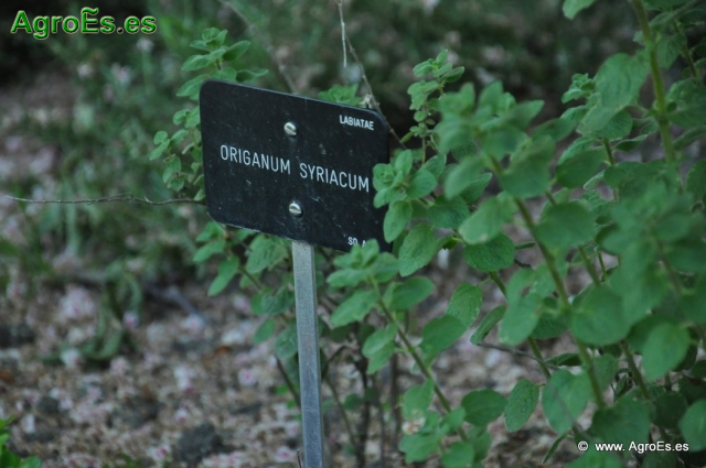 Origanum Syriacum_1