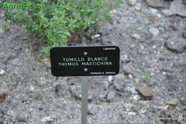 Tomillo Blanco_1