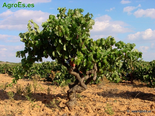 Daños de granizo en vid - Recomendaciones en viñedo después de un pedrisco