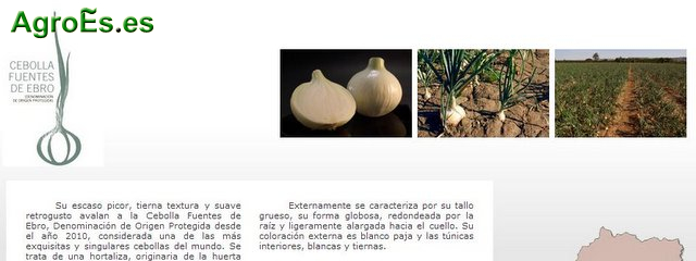 Cebolla Fuentes de Ebro con Denominación de Origen Protegida