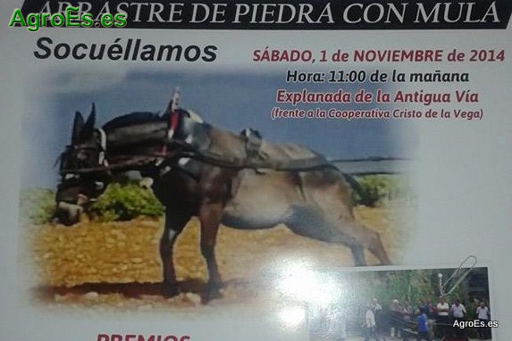 Concurso exhibición de Arrastre de Piedra con Mulas en Socuéllamos.