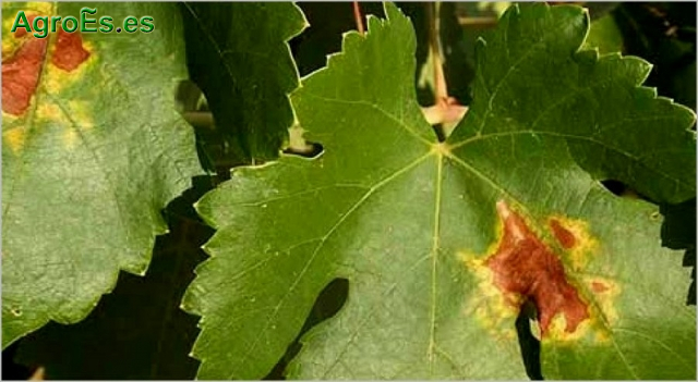 Araña amarilla común Tetranychus Urticae Koch