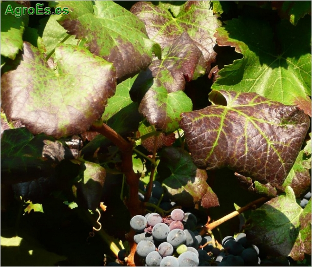 Enrollado de la vid producido por virus