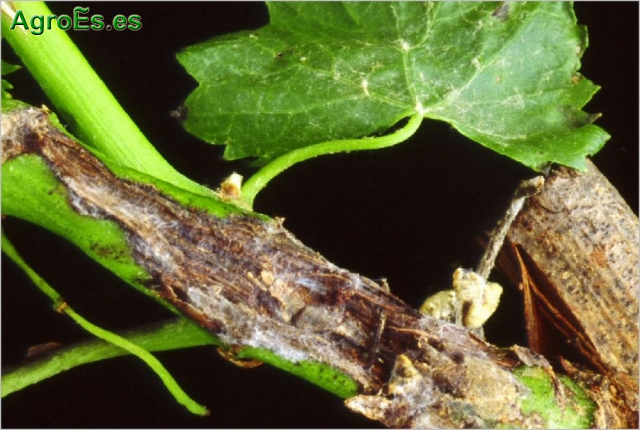 Necrosis bacteriana de la vid, Xylophilus ampelinus