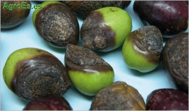 Antracnosis o Aceituna Jabonosa del Olivo, Colletotrichum spp.