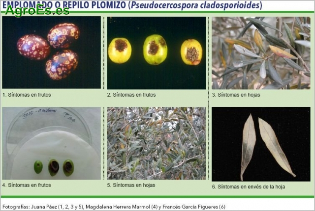 Emplomado o Repilo Plomizo - Pseudocercospora cladosporioides del Olivo