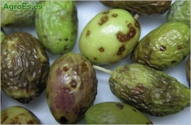 Lepra del Olivo producida por el hongo Phlyctema vagabunda