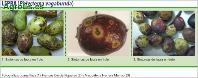Lepra del Olivo producida por el hongo Phlyctema vagabunda