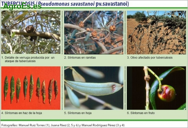 Tuberculosis del olivo, bacteria Pseudomonas savastanoi