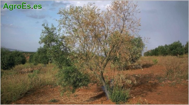 Verticilosis del olivo, Verticillium dahliae