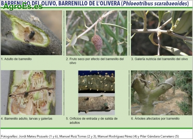 Barrenillo del olivo, barrenillo de l’olivera - Phloeotribus scarabaeoides