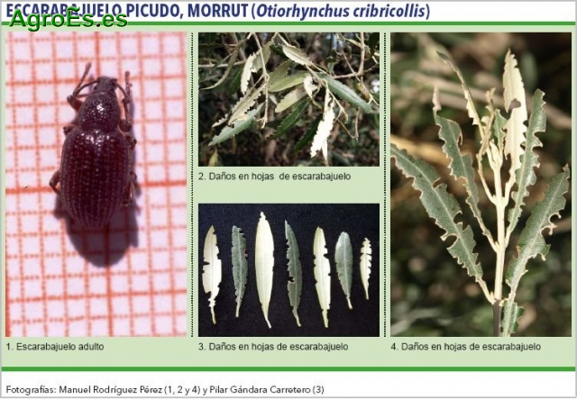 Escarabajuelo picudo del Olivo, morrut - Othiorhynchus cribricollis