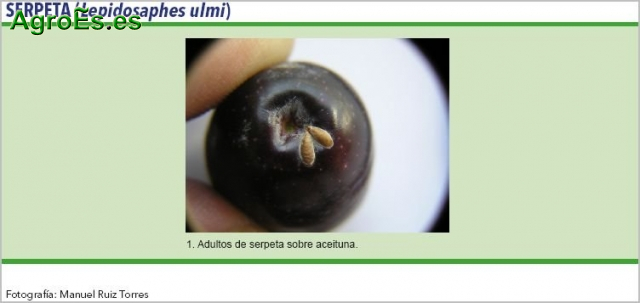 Serpeta del Olivo - Lepidosaphes ulmi