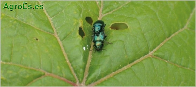 Altica de la Vid, Haltica ampelophaga, su Lucha y Control Fitosanitario en Producción Integrada
