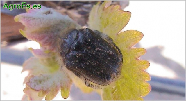 CONCHUDOS, Oxithyrea, Epicometis, Tropinota, etc.y DORMILON o GORGOJOS Othiorrynchus
