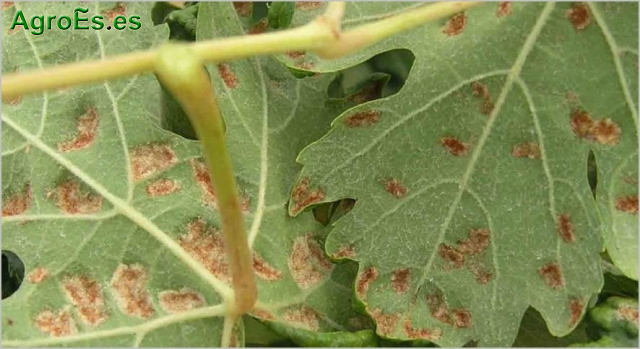 Erinosis de la Vid - Colomerus viti, Eriophyes vitis