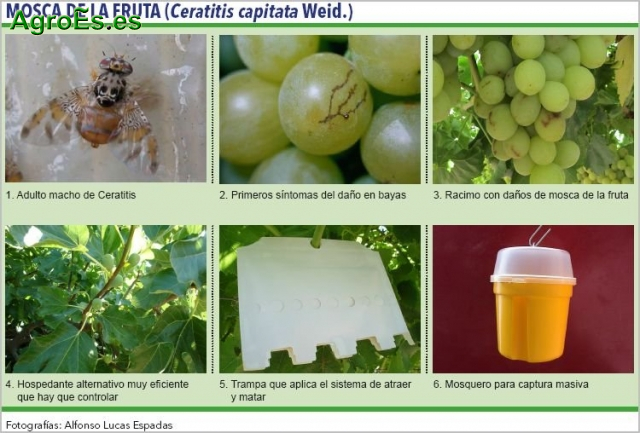 Mosca de la fruta en Vid, Ceratitis capitata,