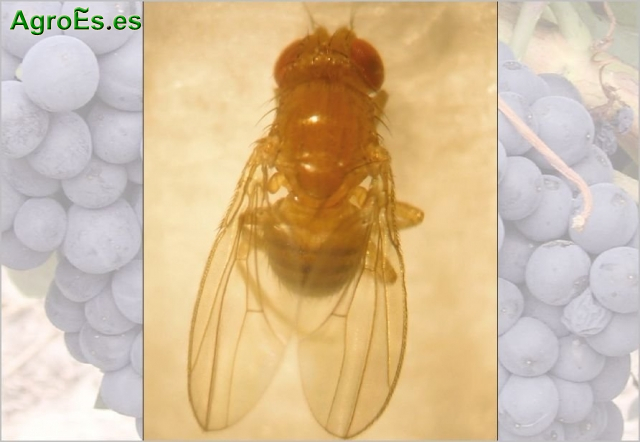 Mosca del Vinagre en vid, Drosophila melanogaster