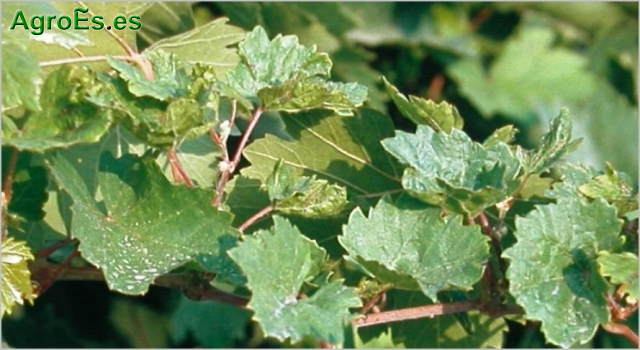 Trips de vid, Drepanotrips reuteri Uzel