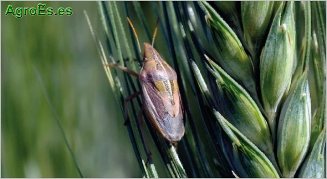 Chinches de los cereales, Garrapatillo o paulilla, Aelia rostrata y Sampedrito o paulillón, Eurygastes austriacus