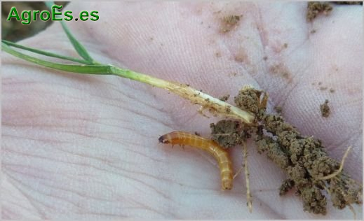 Gusano de Alambre en cereales, Agriotes
