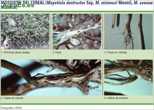 Mosquito del Cereal, Mayetiola destructor, mimeuri y avenae
