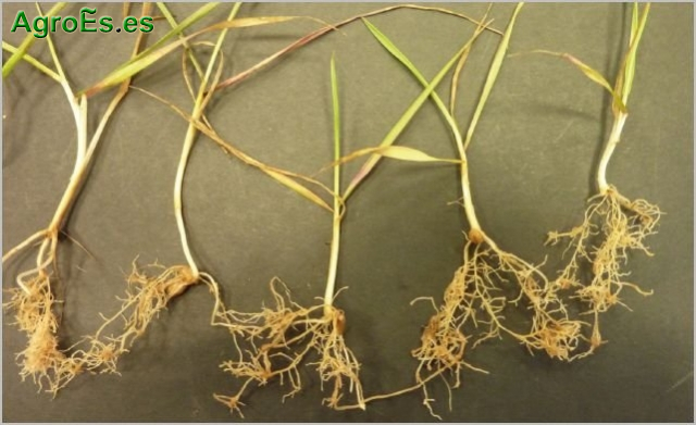 Nematodo de Quiste de los Cereales, Heterodera avenae