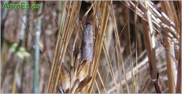 Polilla del Cereal o Nefasia, Cnephasia pumicana