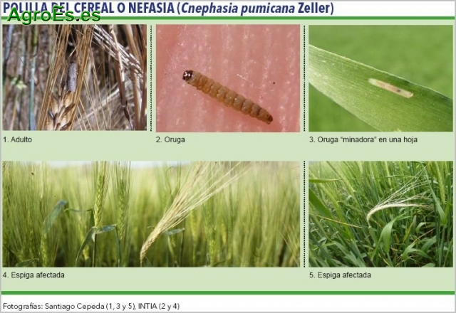 Polilla del Cereal o Nefasia, Cnephasia pumicana